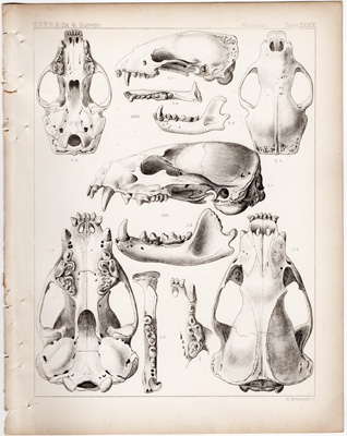 Mexican Badger, White-backed Skunk